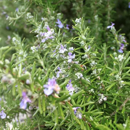 Apartment Apartments By The Sea Razanj, Rogoznica - 8365