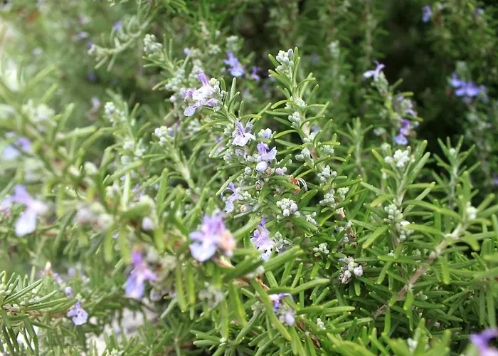 Daire By The Sea Razanj, - 8365